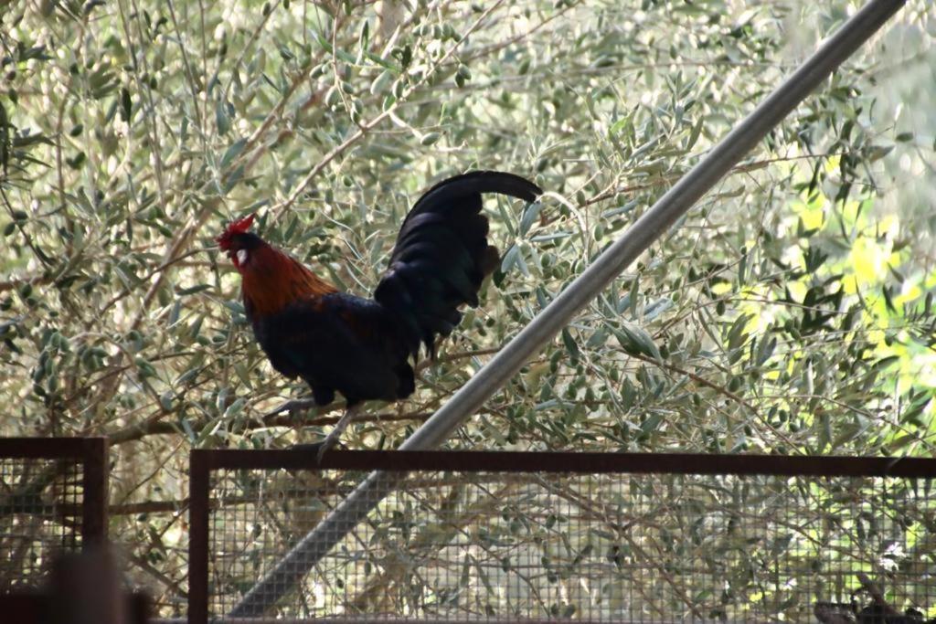 فيلا Agriturcostabaira كالتاجيروني المظهر الخارجي الصورة